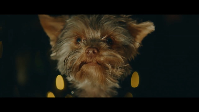 Video Reference: Dog breed, Mammal, Dog, Canidae, Yorkshire terrier, Snout, Small terrier, Griffon bruxellois, Companion dog, Carnivore