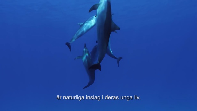 Video Reference: Marine mammal, Dolphin, Common bottlenose dolphin, Cetacea, Bottlenose dolphin, Marine biology, Fin, Spinner dolphin, Blue, Short-beaked common dolphin, Person