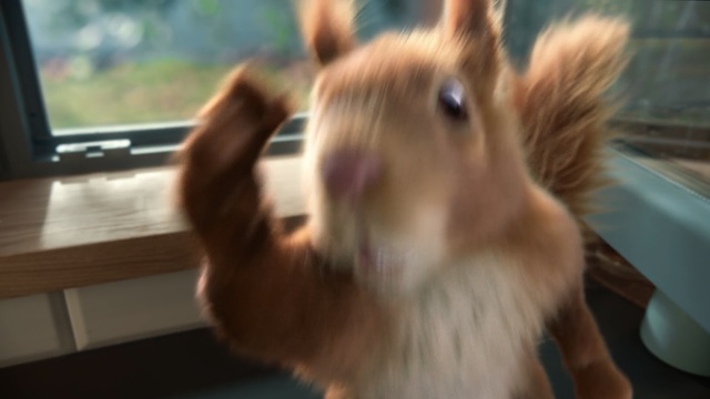 Video Reference: Squirrel, Eurasian Red Squirrel, Snout, Whiskers, Rodent, Wildlife, Fawn, Organism, Chipmunk, Fox squirrel