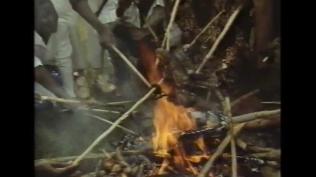 Video Reference: geological phenomenon, organism, tree, fire, membrane winged insect, Person
