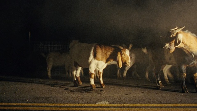 Video Reference: Bovine, Night, Herd, Livestock, Cow-goat family, Snout, Sky, Ox, Darkness, Bull