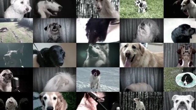 Video Reference: Mammal, Vertebrate, Dog breed, Canidae, Dog, Golden retriever, Retriever, Carnivore, Sporting Group, Adaptation
