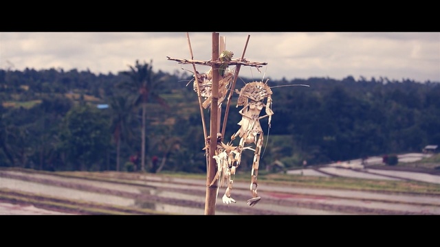 Video Reference: Giraffe, Wildlife, Giraffidae, Snout, Sky, Organism, Fawn, Photography, Non-Sporting Group