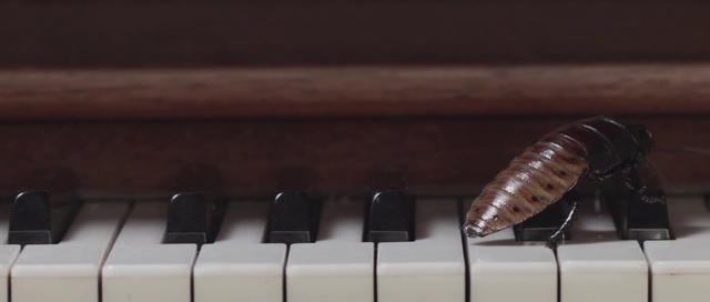 Video Reference: Piano, Musical instrument, Keyboard, Music, Electronic instrument, Technology, Electronic device, Musical keyboard, Digital piano, Celesta