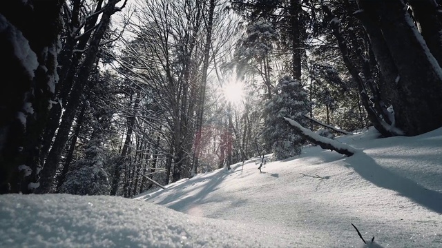 Video Reference: Snow, Winter, Tree, Nature, Natural landscape, Sky, Forest, Freezing, Natural environment, Sunlight