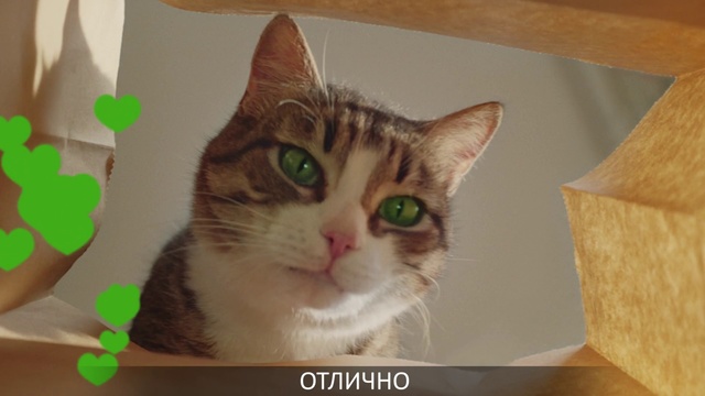 Video Reference: Cat, Small to medium-sized cats, Felidae, Whiskers, European shorthair, Domestic short-haired cat, Kitten, Tabby cat, Carnivore, Photo caption