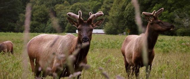 Video Reference: Mammal, Vertebrate, Wildlife, Horn, Terrestrial animal, Pasture, Goats, Meadow, Deer, Herd