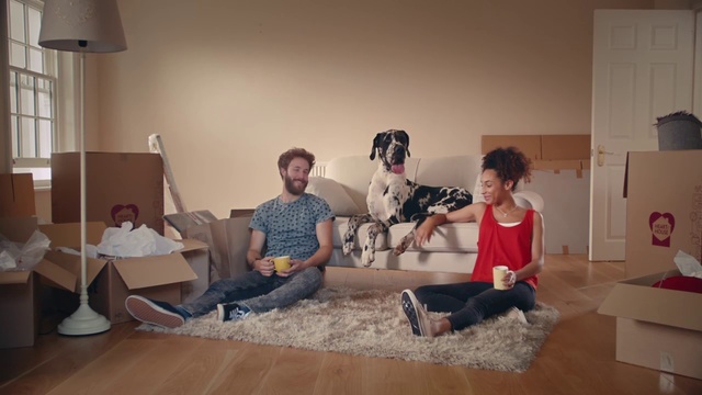 Video Reference: Room, Floor, Sitting, Fun, Flooring, Interior design, Living room, Canidae, Hardwood, Non-Sporting Group