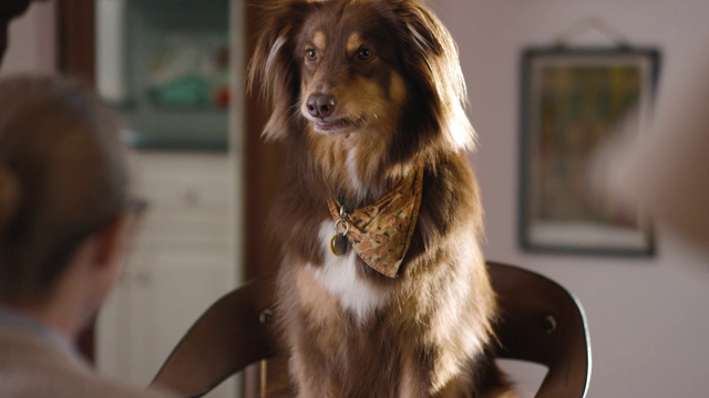 Video Reference: Dog breed, Dog, Canidae, Companion dog, Fur, Carnivore, Australian shepherd, Miniature australian shepherd, Sporting Group, Rare breed (dog)