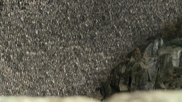 Video Reference: grass, tree