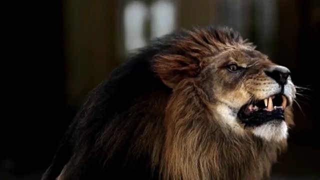 Video Reference: lion, mammal, wildlife, roar, big cats, terrestrial animal, cat like mammal, mane, snout, fur