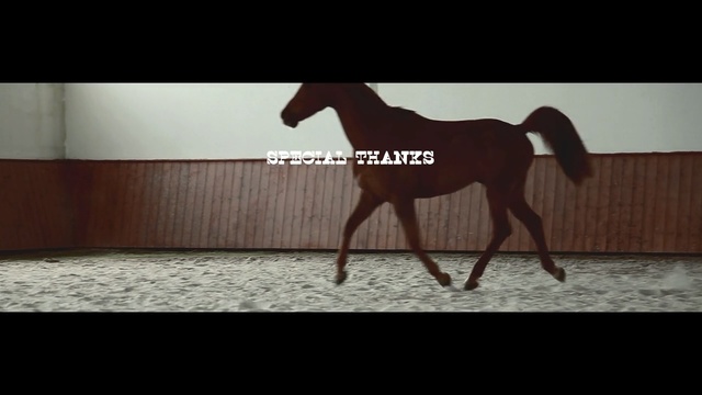 Video Reference: horse, mammal, horse like mammal, stallion, mustang horse, mane, colt, mare, bridle, livestock