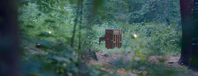 Video Reference: green, nature, woodland, forest, tree, ecosystem, vegetation, leaf, woody plant, sunlight