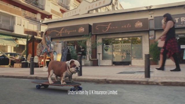 Video Reference: Mode of transport, Canidae, Sporting Group, Recreation, Dog breed, Skateboard, Street