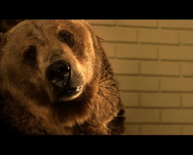 Video Reference: Mammal, Vertebrate, Grizzly bear, Bear, Brown bear, Nose, Snout, Terrestrial animal, Fur, Carnivore