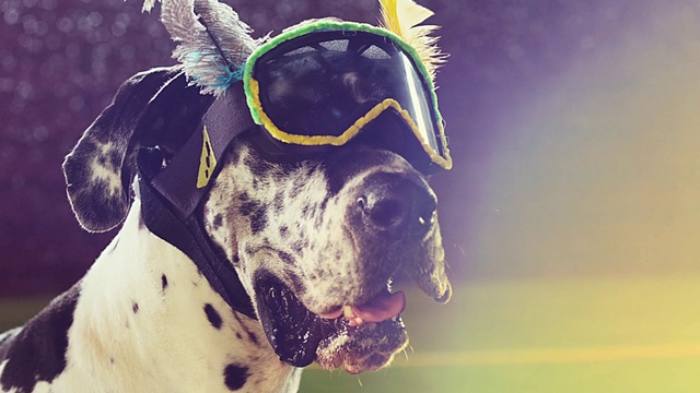 Video Reference: Dog, Canidae, Dog breed, Snout, Nose, Pointer, Great dane, Carnivore, Sporting Group, Eyewear