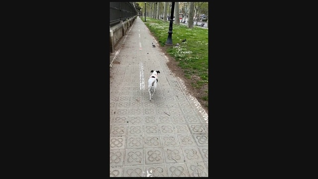 Video Reference: Canidae, Dog, Sporting Group, Sidewalk, Carnivore, Road, Tail, Street dog, Non-Sporting Group, Dog breed