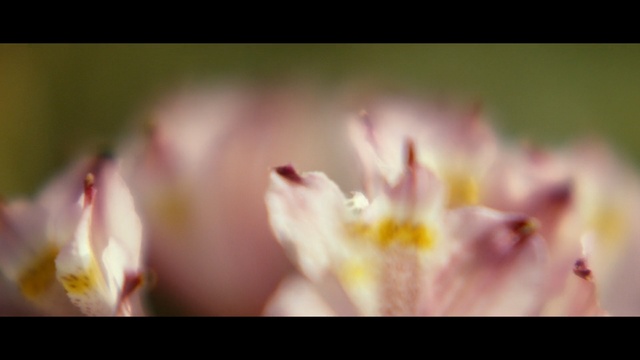 Video Reference: flower, yellow, flora, blossom, pink, macro photography, petal, spring, close up, plant