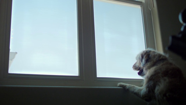 Video Reference: Window, Cat, Felidae, Carnivore, Small to medium-sized cats, Tints and shades, Whiskers, Companion dog, Comfort, Tail