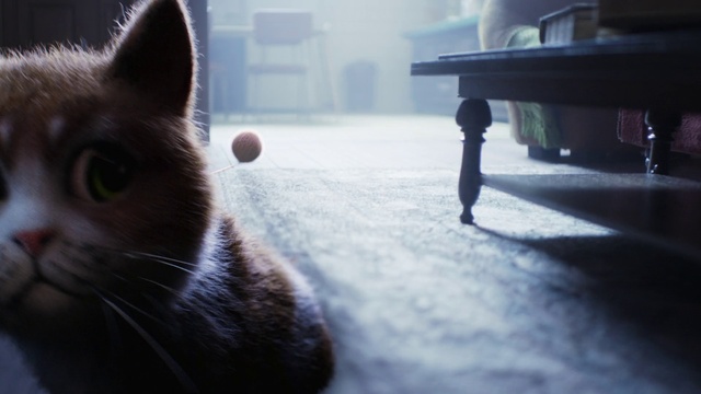 Video Reference: Cat, Whiskers, Felidae, Small to medium-sized cats, Sky, Black cat, Snout, Eye, Sunlight, Carnivore