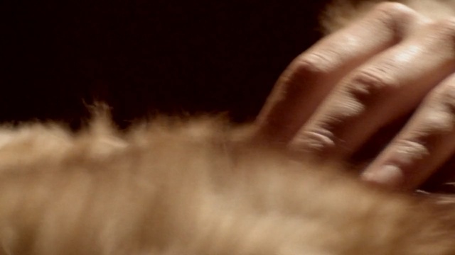 Video Reference: skin, fur, nose, hand, finger, close up, whiskers, ear, nail, mouth