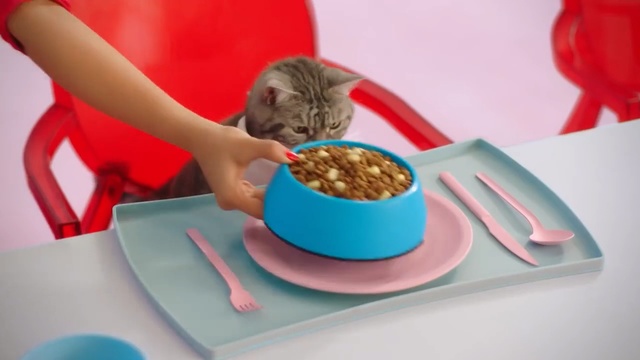 Video Reference: Cat, Felidae, Small to medium-sized cats, Cat food, Pet food, Kitten, Cat supply, Carnivore