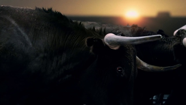 Video Reference: Horn, Black, Sky, Bovine, Eye, Wildlife, Snout, Working animal, Organism, Photography