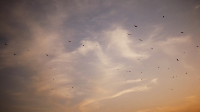 Video Reference: sky, cloud, atmosphere, flock, daytime, morning, cumulus, meteorological phenomenon, calm, evening