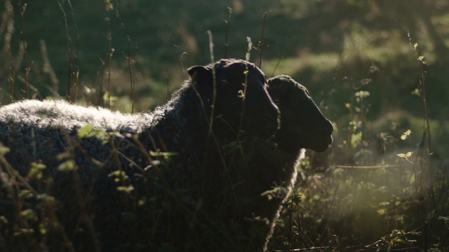 Video Reference: Grass, Wildlife, Snout, Sunlight, Forest, Plant, Photography
