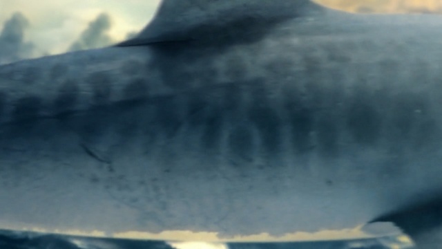 Video Reference: water, fish, wave, sky, wind wave, marine mammal, shark, ocean, organism, fish