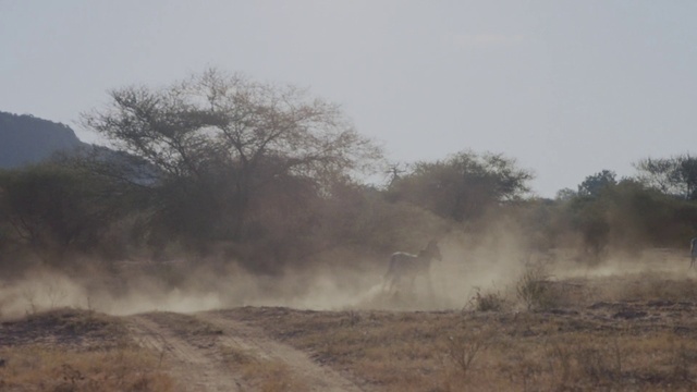 Video Reference: Dust, Atmospheric phenomenon, Dirt road, Savanna, Ecoregion, Plant community, Morning, Soil, Shrubland, Steppe