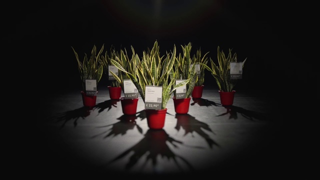 Video Reference: Red, Still life photography, Plant, Reflection, Grass, Photography, Darkness