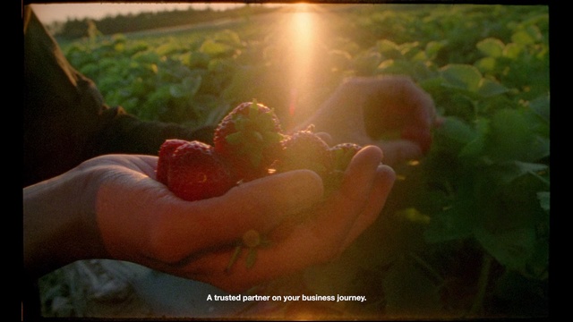 Video Reference: Nature, Love, Sunlight, Hand, Organism, Photography, Plant, Finger, Romance, Flesh, Indoor, Table, Food, Window, Sitting, Holding, Front, Apple, Glass, Monitor, Screen, Fruit, Bowl, Plate, Man, Room, Blurry, Water, Text