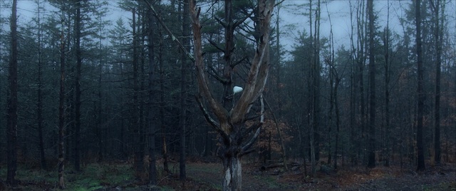 Video Reference: forest, ecosystem, woodland, spruce fir forest, tree, tropical and subtropical coniferous forests, temperate coniferous forest, old growth forest, grove, nature reserve