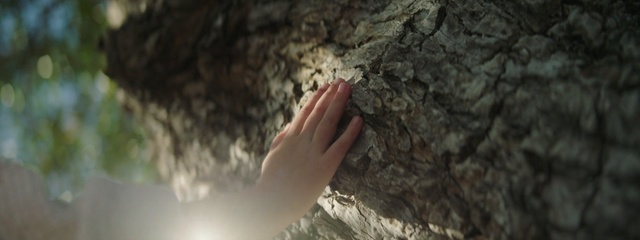 Video Reference: hole, invertebrate, texture, stone