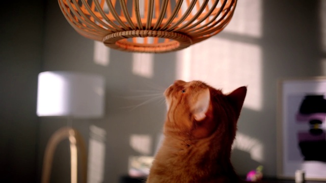 Video Reference: Cat, Felidae, Small to medium-sized cats, Lighting, Lighting accessory, Lampshade, Light fixture, Whiskers, Lamp, Ceiling