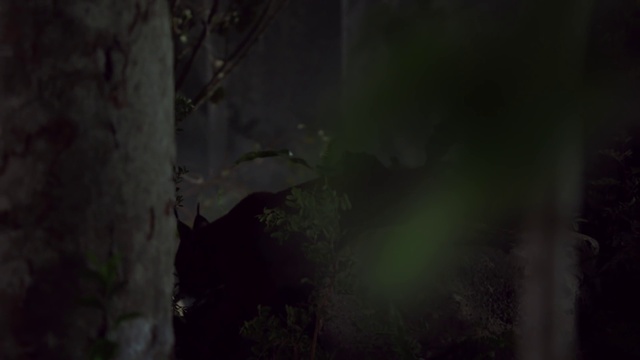 Video Reference: Black, Green, Nature, Darkness, Natural environment, Atmospheric phenomenon, Water, Tree, Leaf, Forest