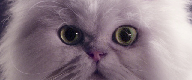 Video Reference: Cat, Whiskers, Small to medium-sized cats, Mammal, Felidae, Face, Eye, Head, Nose, Snout