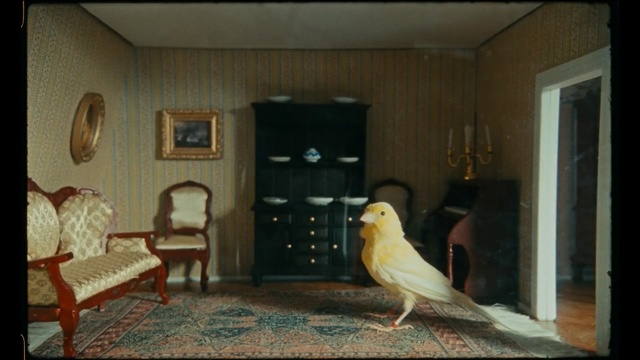 Video Reference: Bird, Room, Yellow, Property, House, Parrot, Interior design, Home, Floor, Wood