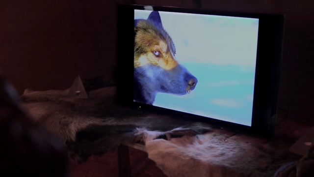 Video Reference: Wolf, Wildlife, Canidae, Room, Technology, Wolfdog, Electronic device, Fur, Carnivore, Flat panel display