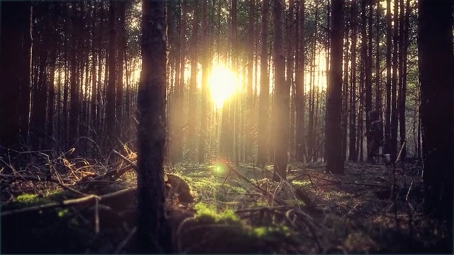 Video Reference: forest, nature, ecosystem, woodland, vegetation, sunlight, light, tree, old growth forest, atmosphere