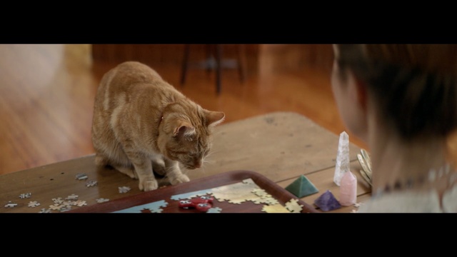 Video Reference: Cat, Mammal, Felidae, Whiskers, Small to medium-sized cats, Tabby cat, Snout, European shorthair, Snapshot, Carnivore