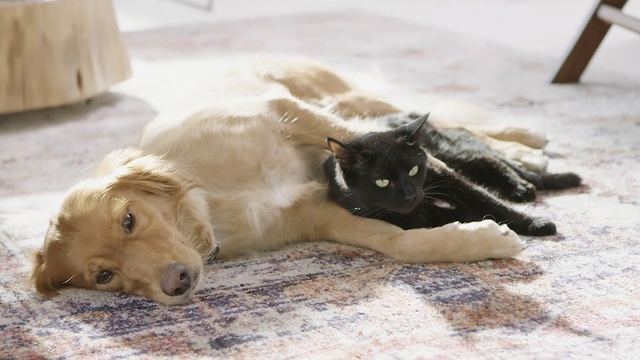 Video Reference: Canidae, Dog, Dog breed, Carnivore, Retriever, Sporting Group, Companion dog, Paw, Fawn, Street dog