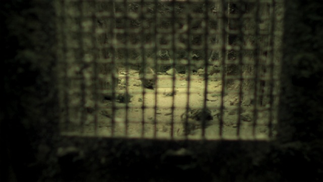 Video Reference: darkness, atmosphere, tree, night, computer wallpaper, forest, grass, midnight