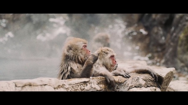 Video Reference: macaque, mammal, fauna, primate, japanese macaque, old world monkey, organism, wildlife, Person