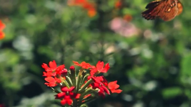 Video Reference: Flower, Flowering plant, Plant, Petal, Pollinator, Spring, Wildflower, Butterfly, Castilleja, Alstroemeriaceae