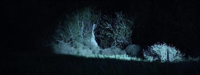 Video Reference: Nature, Green, Darkness, Light, Natural landscape, Tree, Branch, Sky, Night, Water
