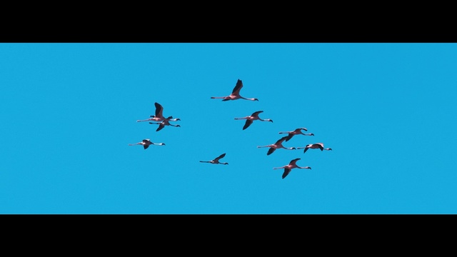 Video Reference: Blue, Sky, Bird, Flock, Bird migration, Wing, Flight