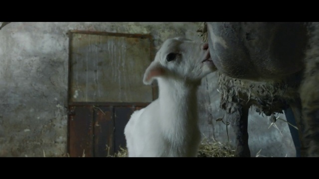 Video Reference: Bird, Pigeons and doves, Goats, Adaptation, Art, Sheep, Wildlife, Fiction, Bird of prey, Person