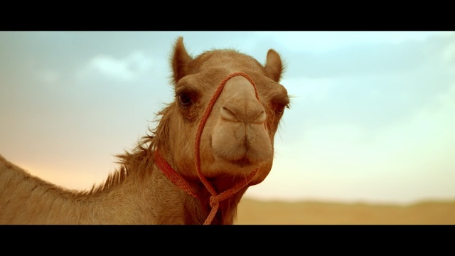 Video Reference: Camel, Mammal, Vertebrate, Camelid, Arabian camel, Snout, Terrestrial animal, Adaptation, Livestock, Organism